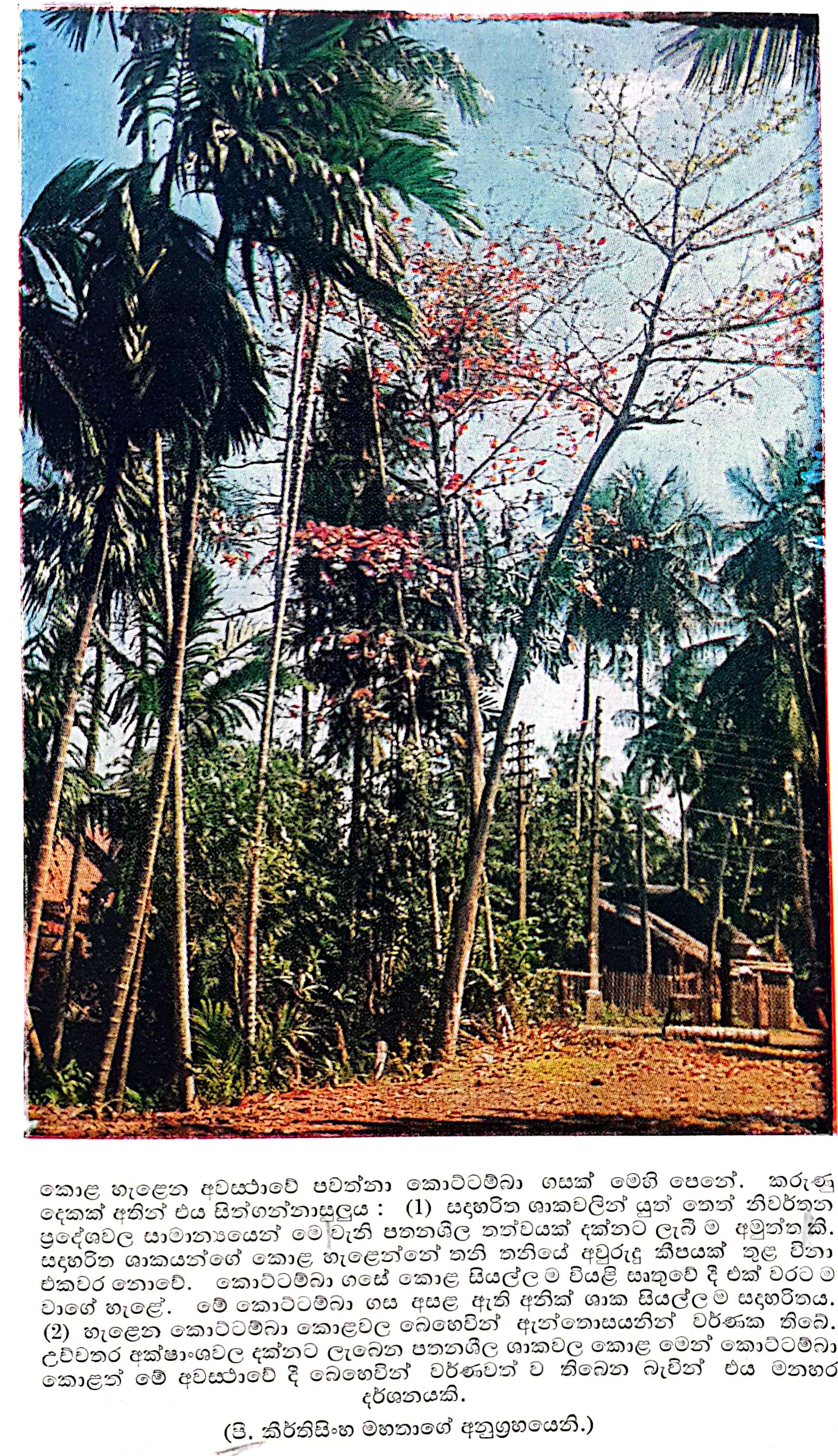 14:13, 3 දෙසැම්බර් 2025වන විට අනුවාදය සඳහා කුඩා-රූපය