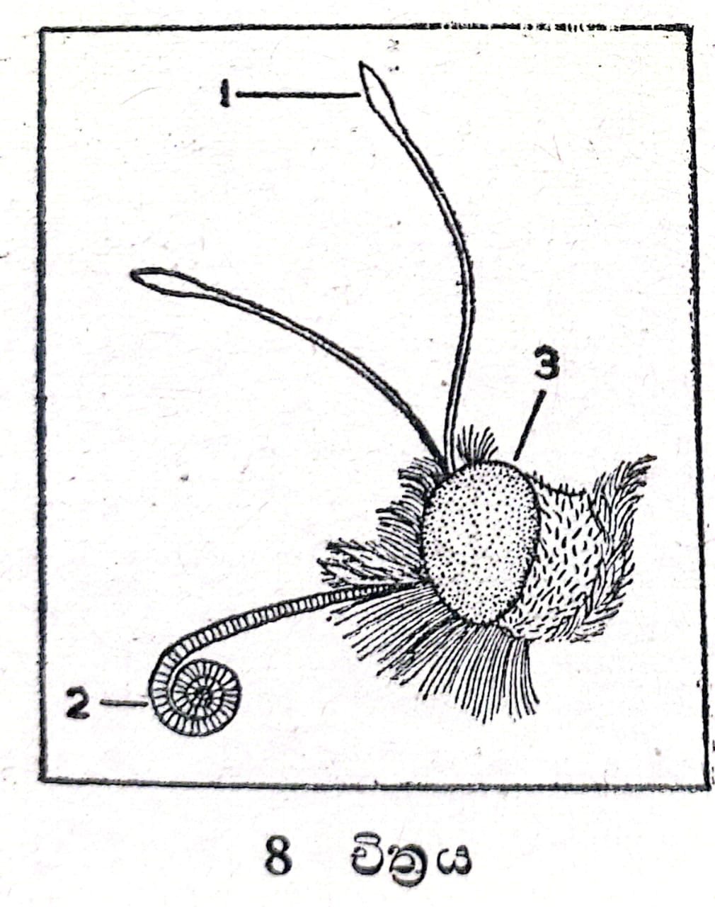 11:14, 23 දෙසැම්බර් 2025වන විට අනුවාදය සඳහා කුඩා-රූපය
