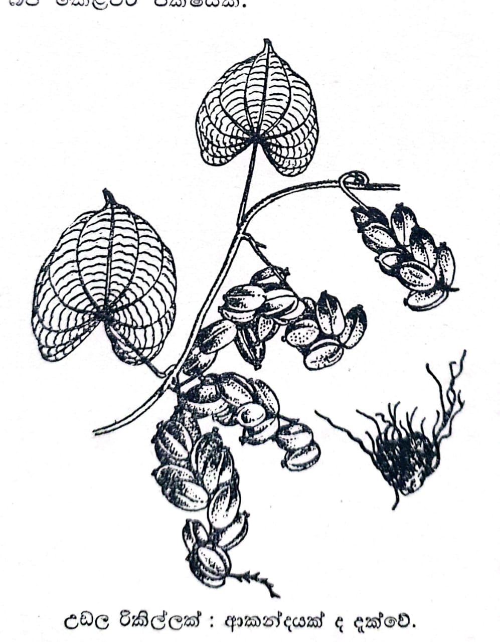 09:31, 18 පෙබරවාරි 2026වන විට අනුවාදය සඳහා කුඩා-රූපය