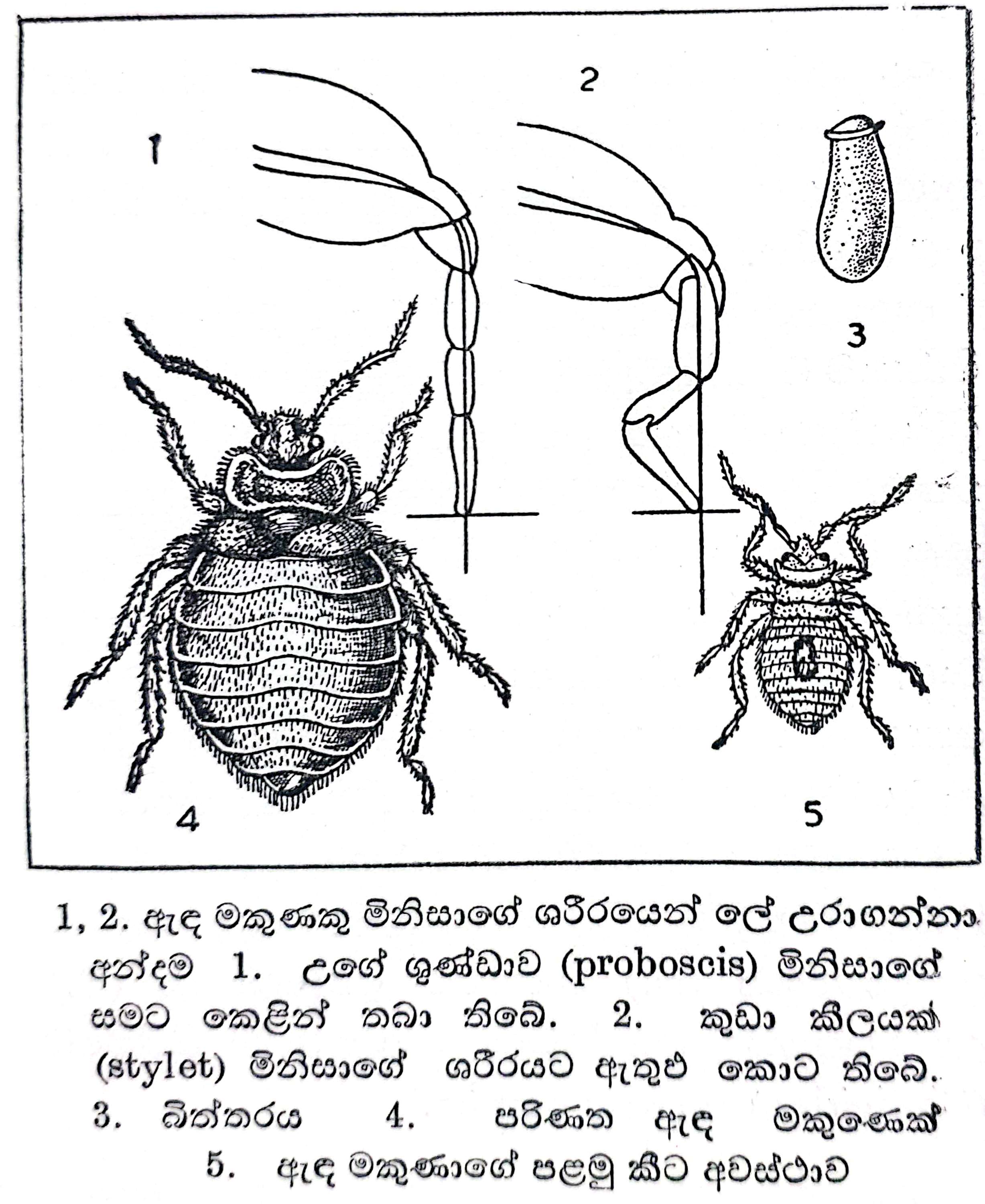 09:17, 5 දෙසැම්බර් 2025වන විට අනුවාදය සඳහා කුඩා-රූපය